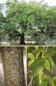 Image result for Spirostachys