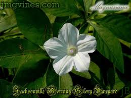 Image result for Ipomoea magnusiana