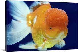 We did not find results for: Lion Head Oranda Goldfish Wall Art Canvas Prints Framed Prints Wall Peels Great Big Canvas