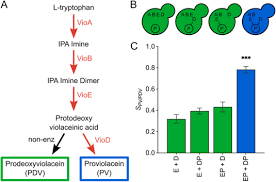 Engineering peroxisomal surface display for enhanced biosynthesis in the  emerging yeast Kluyveromyces marxianus