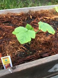 Be sure to take lots of pictures to document the growth of the plants, you can use the pictures to create a class book later. Baby Pumpkin Plant Growing Album On Imgur