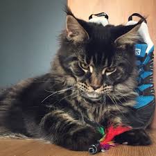 Mainecoon kittens los angeles, los angeles, california. Pin On Animal