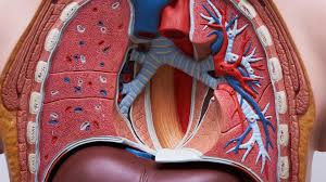 Image result for internal organs