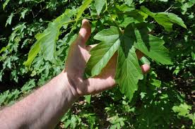 Image result for Pancovia holtzii