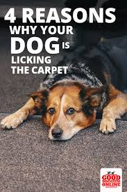 Why Does My Dog Lick The Carpet 4 Reasons Why How To Stop It Good Doggies Online Good Doggies Online Your Dog Dog Training