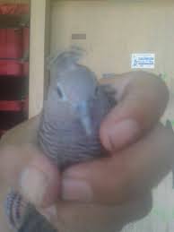 We did not find results for: Kol Buntet Cemani Jambul Usia 3 Perkutut Putih Kapas Facebook
