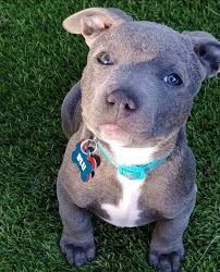 Blu The Blue Pitbull Blue Pitbull Cute Baby Animals Pitbull Terrier