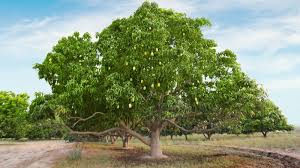 How to Plant, Grow, and Care for 'Glenn' Mango Trees