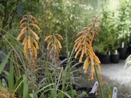Image result for Kniphofia thomsonii