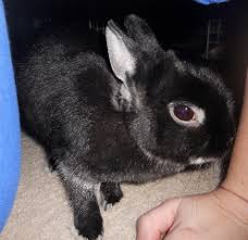 I have a front yard that is open to the rabbits and when i planted my flowers the smaller plants i placed irish soap around them and they. Mirrors O 0 Binkybunny