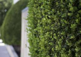 Based on the symptoms, the reason for your privet hedge to be dying is: Backyard Privacy 10 Best Plants To Grow Bob Vila