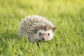 14 Times African Pygmy Hedgehogs Proved They Are Way Cuter Than Cats Hedgehog Habitat Pygmy Hedgehog Garden Animals