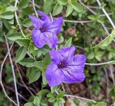 Image result for Ruellia praetermissa