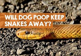Snakes are ambush predators, meaning they like to attack their prey from dark hiding places. Will Dog Poop Keep Snakes Away The Truth Revealed
