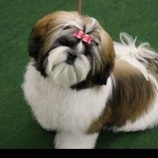 Gentiiii Vou Ganhar A Irmzinha No Final Do Ms Ela Vai Nascer Aguardem Shih Tzu Haircuts Shih Tzu Shih Tzu Puppy