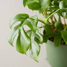Monstera Minima Plant In 2020 Plants Monstera Monstera Deliciosa