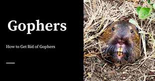 If you live in a rental property or you're a landlord who owns a rental, this depends on your state. How To Get Rid Of Gophers Pest Control Products