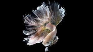 Arbeitgeber nachweis über abkömmlich coromo / notfallbetreuung ab dem 27.0…. Betta Fish Wallpaper Hd Betta Siamese Fighting Fish Underwater Tropical Find This Pin And More On Rwallpaperhd By R Wallpaper