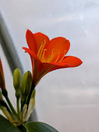 Image result for clivia