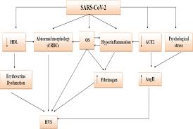 Image result for Hyperviscosity Syndrome