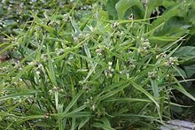 Image result for Cyanotis namuliensis