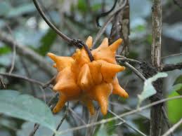 Image result for Pyrenacantha kirkii