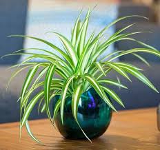Liven up your desk with these easy to care for indoor office plants. 15 Best Office Desk Plants That Don T Need Space Desk Plants Best Office Plants House Plants