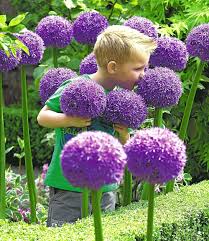 Allium Globemaster 1a Qualitat Online Kaufen Baldur Garten Blumensamen Blumen Fur Garten Zierlauch