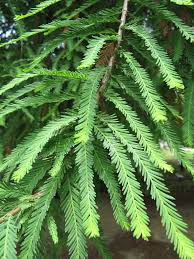 Símbolo nacional hay en esta tierra unos árboles muy grandes. Ahuehuete Taxodium Mucronatum Naturalista