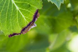 Image result for Cercospora hydrangea