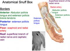 Forearm And Hand Clinical Problems Flashcards Cram Com Anatomical snuff box fully explained with notes+images+videos so that you can answer any mcq on anatomical snuff box. forearm and hand clinical problems
