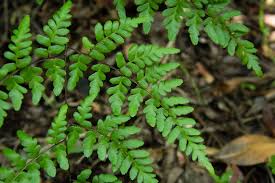 Image result for Cheilanthes quadripinnata