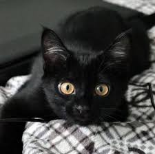 Black And White Cat With Brown Eyes Awesome Cute Black Cats Black Cat Cute Cat Gif