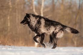 Black And Brown Wolf Image Result For Black And Tan Wolf Wolf Poses Timber Wolf Black Wolf