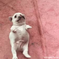 With tenor, maker of gif keyboard, add popular fat dog animated gifs to your conversations. Alxbngala Tumblr Com Tumbex