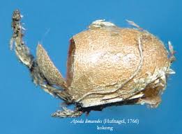 Image result for Apoda limacodes