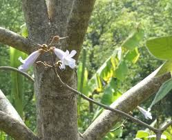 Image result for Pearsonia cajanifolia