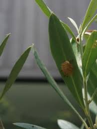オリーブの葉裏の綿にご用心 Olive Gardening過去ログ倉庫