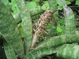 Image result for Sansevieria scimitariformis