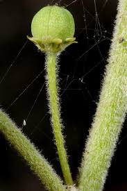 Image result for Clutia swynnertonii