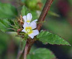 Image result for Melochia corchorifolia