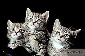 Maybe you would like to learn more about one of these? Pemulihan Kucing Yang Dibuang 2021