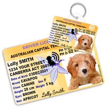 Dog suddenly aggressive guarantee towards