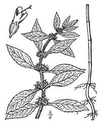 Yerba Buena Hierba Buena Mentha Arvensis Linn Mint Pepper Mint Herbal Therapy Philippine Alternative Medici Herbal Therapy Alternative Medicine Yerba