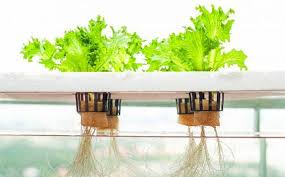 Hydroponics 101: A Guide to Hydroponic Systems | Do it Best