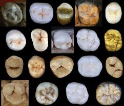 Sie können sich kaum vorstellen, diese freie und unabhängige lebensform wieder aufzugeben. Neandertaler Fruhe Trennung Vom Homo Sapiens Abstammungslinien Konnten Sich Schon Vor 800 000 Jahren Voneinander Getrennt Haben Scinexx De