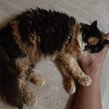 Kayanya Ini Bkn Ngantuk Tp Pingsan Bau Kaki Catstuff Funnycats Myname In 2020 Funny Cats Told You So Bau