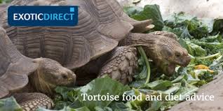 Tortoises require a diet that is mostly leaves, shoots and grasses, supplemented with calcium. Tortoise Food And Diet Advice Exoticdirect
