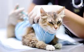 I spoke with my dogs vets office and they do require it. Feline Panleukopenia Distemper Vaccine Schedule Side Effects