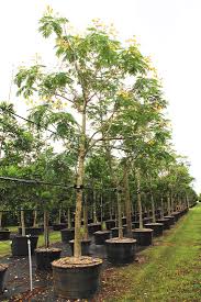 Image result for Peltophorum pterocarpum